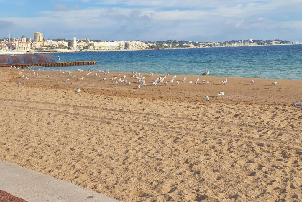 T2 Climatise A 5 Minutes A Pied De La Plage Avec Parking, Piscine Et Wifi Fréjus Eksteriør bilde